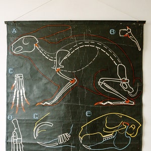 Original ZOOLOGISCHE Vintage Französische Schule Kreide Lehrtafel Kaninchen Zoologie Schöne Seltene Dr. Auzoux Sougy