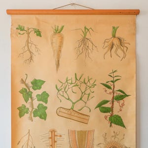 Seltene BOTANISCHE Schulwandkarte PFLANZENWURZELN aus Schweden