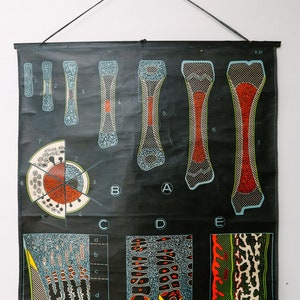 May include: A black and white anatomical chart illustrating the stages of bone growth. The chart shows a cross-section of a bone with different layers labeled with letters and numbers. The chart also includes a diagram of a bone with different layers labeled with letters. The chart is titled "8.37" and "P. Souau. 1950".