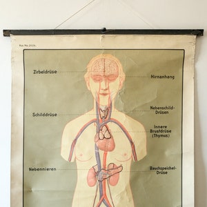 Originele ANATOMISCHE vintage Duitse educatieve school muurkaart Klieren interne SECRETIONS Deutsches Science Museum mooi zeldzaam