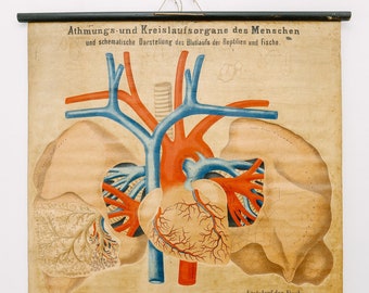 Original Anatomische Antik Vintage Deutsche Lehrtafel Schulwandkarte KreislaufSystem HERZ Kreislauf Anatomie Wissenschaft Schön Selten