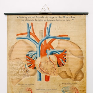 Originele ANATOMISCHE Antieke Vintage Duitse Educatieve School Wandkaart BLOEDSOMLOOP SYSTEEM HARTCirculatie Anatomie Wetenschap Mooie Zeldzame