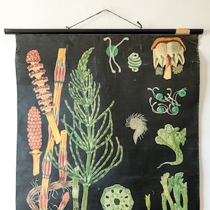 Original BOTANISCHE Vintage antike deutsche Schulwandkarte frühe HORSETAIL Botanik schöne seltene Jung Koch Quentell