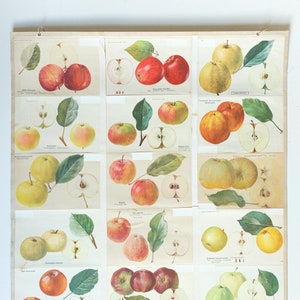 Original alte BOTANIK-Lehrkarte ÄPFELCHEN Apfelsorten Botanik Obstapfel Schöne Pflanze