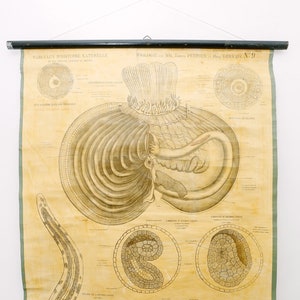 May include: A vintage educational chart titled "Organisation et Developpement des Tuniciers" with illustrations of the anatomy and development of tunicates. The chart is printed on a cream-colored paper and features detailed drawings of the internal structures of these marine animals.