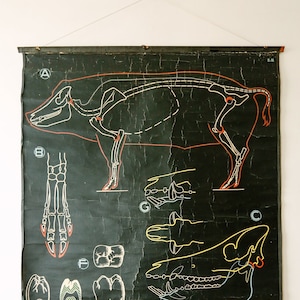 Original ZOOLOGICAL Vintage French School Chalk Wall Chart CERDO Zoología Hermosa Rara Dr. Auzoux Sougy