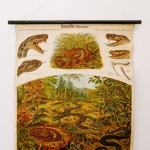 May include: A vintage educational chart titled "Kreuzotter (Pallas berus)" showing various images of a snake, including a close-up of its head, a snake coiled in grass, and a snake slithering through a woodland scene. The chart is printed on cream-coloured paper and has a black wooden frame.