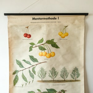 Gráfico de parede botânico vintage original, escola alemã, seleção de michurin, botânica, frutas, cereja, linda planta rara, genética volk und vissen