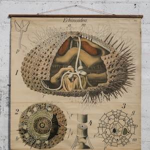Original ZOOLOGICAL Vintage German School Wall Chart SEA URCHIN Marine Biology Zoology Beautiful Rare Paul Pfurtscheller