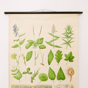 Original BOTANICAL Vintage Mid Century Escuela sueca Gráfico de pared PLANTA HOJAS Botánica Hermosa Rara