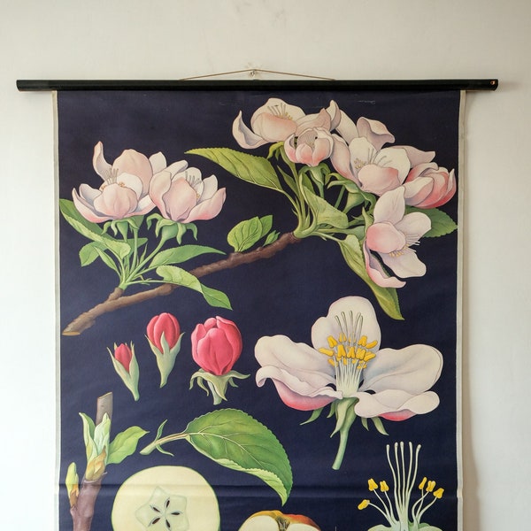 Original BOTANICAL Vintage Mid Century German School Wall Chart APPLE BLOSSOM Botany Beautiful Rare Jung Koch Quentell