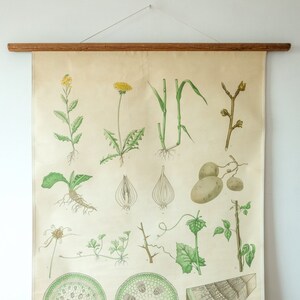 Original BOTANISCHE Schulwandkarte PFLANZENBLÄTTER Mid Century schwedische Schulwandkarte schön schön selten