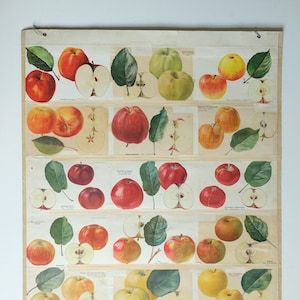 Gráfico de parede botânico original, vintage, escola alemã, maçã, variedades, botânica, frutas, bela planta rara