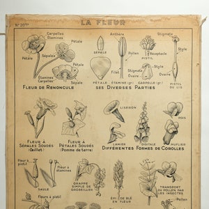 Original Große Vintage Französische pädagogische Schule Lehrtafel BLUME BLATT ANATOMIE Studie Schrullige Schöne Seltene Hatier Carron Dirand