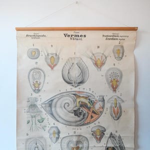 May include: A vintage educational chart illustrating the anatomy of various types of worms. The chart is titled "Vermes Würmer" and features detailed anatomical drawings of different worm species, labeled with numbers and scientific terms.