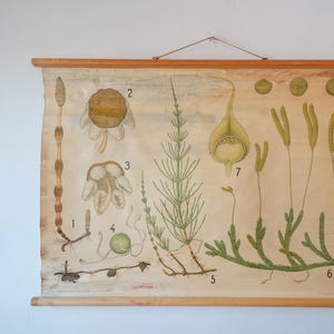 Gráfico mural original de la escuela danesa de mediados de siglo con plantas de COLA DE CABALLO, botánica, hermosa, rara y cálida