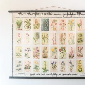 Original Pequeno BOTÂNICO Vintage 1930 Escola Alemã Educacional Quadro de Parede Várias PLANTAS Protegidas Botânica Bela Rara
