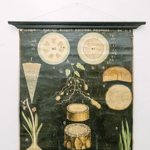 Spätes 19. Jahrhundert Original BOTANISCHE Vintage Französische Schulwandkarte WURZELN Botanik Pflanze Wunderschöne seltene Paul GERVAIS