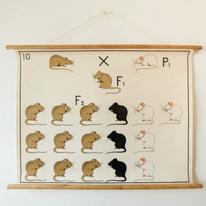 May include: A vintage educational chart illustrating a Punnett square with mice. The chart shows the genotypes and phenotypes of the offspring of a cross between a black mouse and a white mouse. The chart is labeled with the terms "P1", "F1", and "F2".