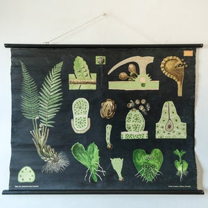 Original Primera Edición BOTANICAL Vintage Escuela Alemana Gráfico de pared FERN Botánica Hermosa Rara Jung Koch Quentell