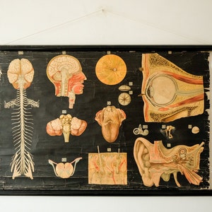 Originele ANATOMISCH Vintage Antieke Duitse Educatieve School Muur Grafiek SPIER SPIEREN Systeem Skelet Anatomie Wetenschap Mooie Zeldzame