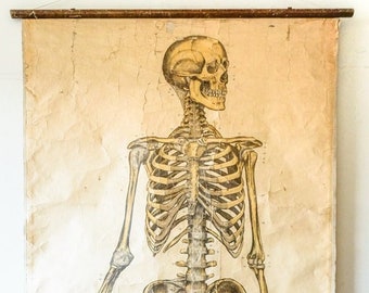 Original ANATOMICAL Vintage Antique French Educational School Wall Chart AUZOUX Human SKELETON Full Length Anatomy Science Medicine Rare
