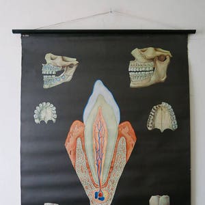 Original ANATÓMICO Vintage Escuela Educativa Alemana Gráfico de pared DIENTES DENTISTA DENTAL Anatomía Medicina Hermosa Rara