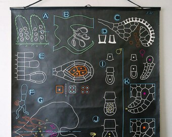 Original BOTANICAL Vintage French School Chalk Wall Chart FERN Botany Beautiful Rare Dr Auzoux Sougy