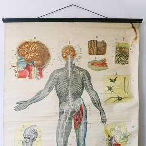 Originele ANATOMICAL Vintage British Educational School Wandkaart ZENUWSTELSEL Dr Johnston Anatomie Wetenschap Mooie Zeldzame