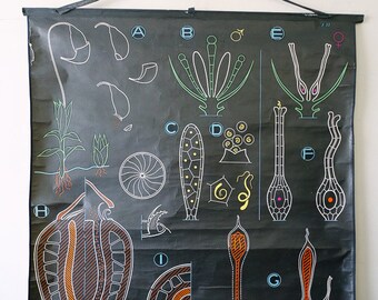Original BOTANICAL Vintage French School Chalk Wall Chart MOSS Botany Beautiful Rare Dr Auzoux Sougy