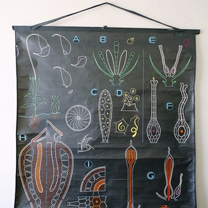 Original BOTANISCHE Vintage französische Schulkreide-Wand-Karte MOSS Botany Schöne seltene Dr. Auzoux Sougy