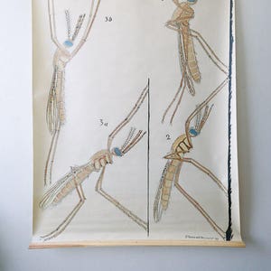 Original ZOOLOGICAL Vintage French School Chalk Wall Chart MOSQUITO INSECT Zoology Beautiful Rare Dr Auzoux Sougy