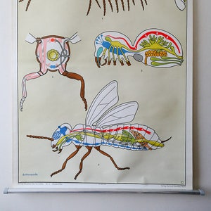 Original ZOOLOGICAL Vintage German School Wall Chart ARTHROPODS Zoology Insect Beautiful Rare Dr Lips