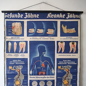 Original ANATÓMICO Vintage Antigua Escuela Educativa Alemana Gráfico de pared DIENTES DENTISTA DENTAL Anatomía Medicina Hermosa Rara