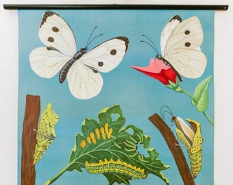 Original ZOOLOGICAL VINTAGE German School Wall Chart White Cabbage BUTTERFLY Zoology Beautiful Rare Jung Koch Quentell