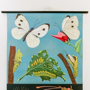 May include: A vintage educational chart depicting the life cycle of a butterfly. The chart features illustrations of a white butterfly, a caterpillar, a chrysalis, and eggs. The chart is printed on a blue background with black borders and includes the text "Lehrbildverlag Wagner, Dresden".