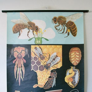 Original ZOOLOGICAL VINTAGE German School Wall Chart HONEYBEE Honey Bee Zoology Beautiful Rare Jung Koch Quentell