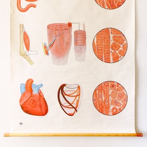 Originele ANATOMICAL Vintage Duitse Educatieve School Wall Chart STRUCTUUR van SPIER Anatomie Geneeskunde Deutsches Science Mooie Zeldzame