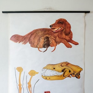 Original ZOOLOGICAL Vintage German School Wall Chart Irish Red SETTER DOG Canine