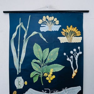 Original BOTANISCHE Vintage Mid Century Deutsche Schule Lehrtafel Stängel Weizen ROSTPILZ Puccinia Graminis Botanik Schöner Jung Koch Quentell