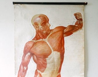 Original ANATOMICAL Vintage German Educational School Wall Chart MUSCULATURE MUSCLES system Full Length Anatomy Science Beautiful Rare