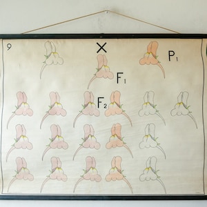 Original BOTÁNICO Vintage Dutch School Wall Chart SNAPDRAGON Herencia de flores Antirrhinum Biology Flores Botánica Hermoso rosa blanco