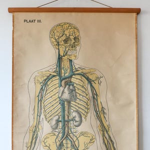 Op de afbeelding: Vintage anatomische kaart met het menselijk bloedvatenstelsel en skelet. De illustratie toont een gedetailleerd, volledig lichaam met de aderen en slagaders in blauw en de botten in geel. De kaart is gemonteerd op houten staven.
