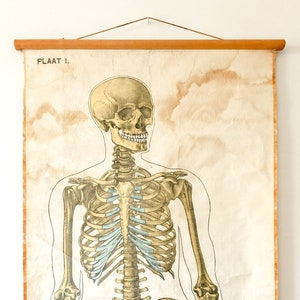 Originele ANATOMISCH Vintage Nederlandse Educatieve School Wandkaart Menselijk SKELET Prof Barge Volledige lengte Anatomie Wetenschap Mooi Zeldzaam
