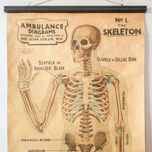 Originele ANATOMISCHE vintage Britse educatieve school muurkaart menselijk SKELETON John Collie volledige lengte ANATOMIE wetenschap mooi zeldzaam