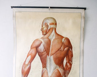 Original ANATOMICAL Vintage German Educational School Wall Chart MUSCULATURE MUSCLES system Full Length Anatomy Science Beautiful Rare