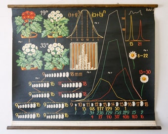 Original Antique BOTANICAL Vintage German School Wall Chart FLOWER INHERITANCE Plant Biology Flowers Botany Beautiful Rare