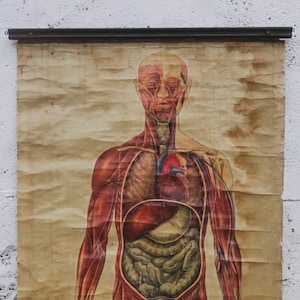 Originele ANATOMISCHE Vintage Educatieve School Wandkaart MUSCULATUUR SPIEREN St John's Ambulance Volledige Lengte Anatomie Wetenschap Mooie Zeldzame