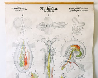 Original Antique Rudolf LEUCKART ZOOLOGICAL Vintage German School Wall Chart Gastropod MOLLUSCS Zoology Beautiful Rare