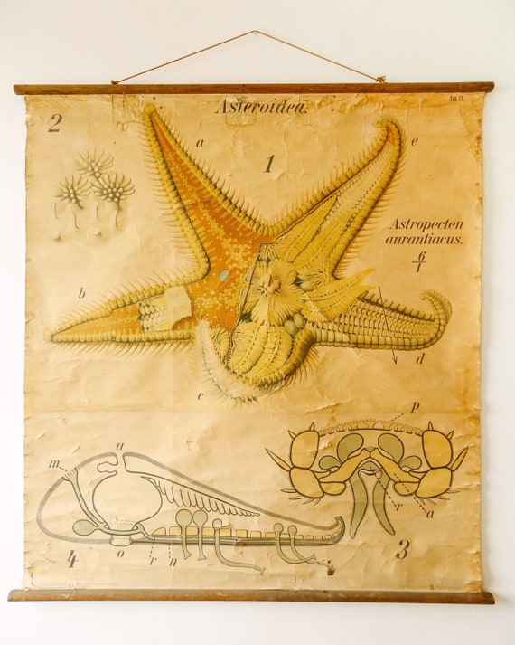 Original ZOOLOGICAL Vintage German School Wall Chart STARFISH Marine Biology Zoology Beautiful Rare Paul PFURTSCHELLER